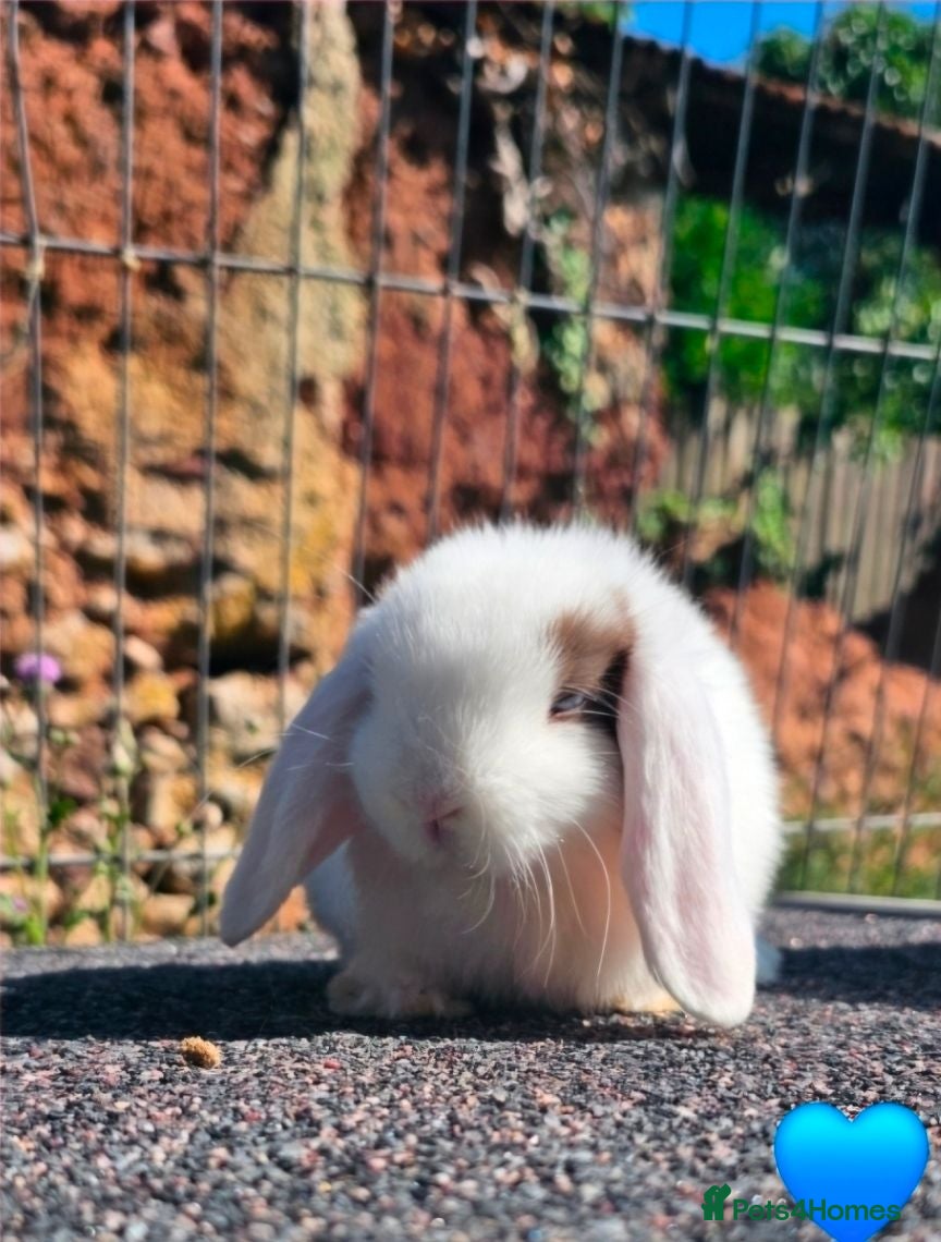 Mini Lop rabbits Vaccinated Mini Lops  - Advert 19