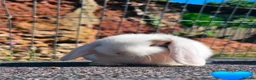 Mini Lop rabbits for sale: Vaccinated Mini Lops  - Advert 5