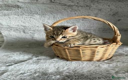 Bengal cats for sale: Stunning bengal kittens for sale to loving home - Image 5