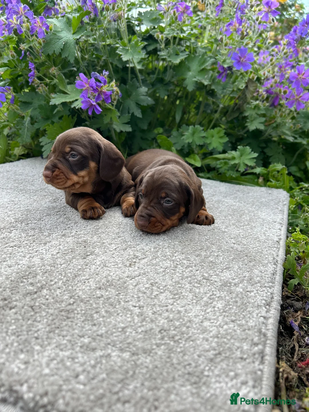 Dachshund dogs for sale: Miniature dachshunds - Advert 13