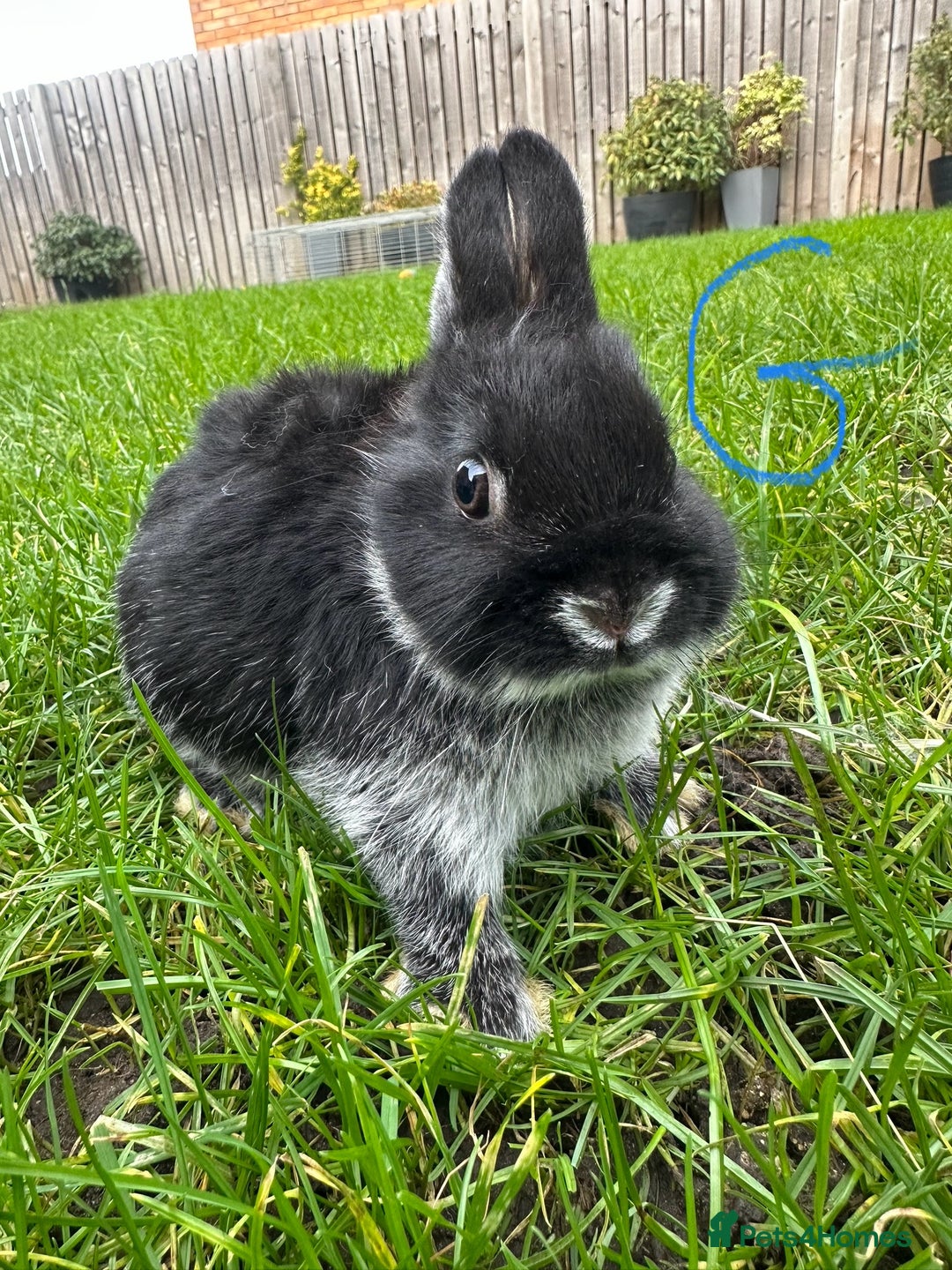 Netherland Dwarf rabbits for sale: Netherland Dwarf Rabbits For Sale  - Advert 8