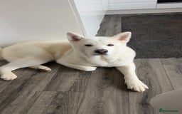 Japanese Akita Inu dogs for stud: Japanese Akita - Image 2