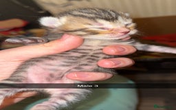 Mixed Breed cats for sale: 4 male kittens ready 12th October  - Image 6