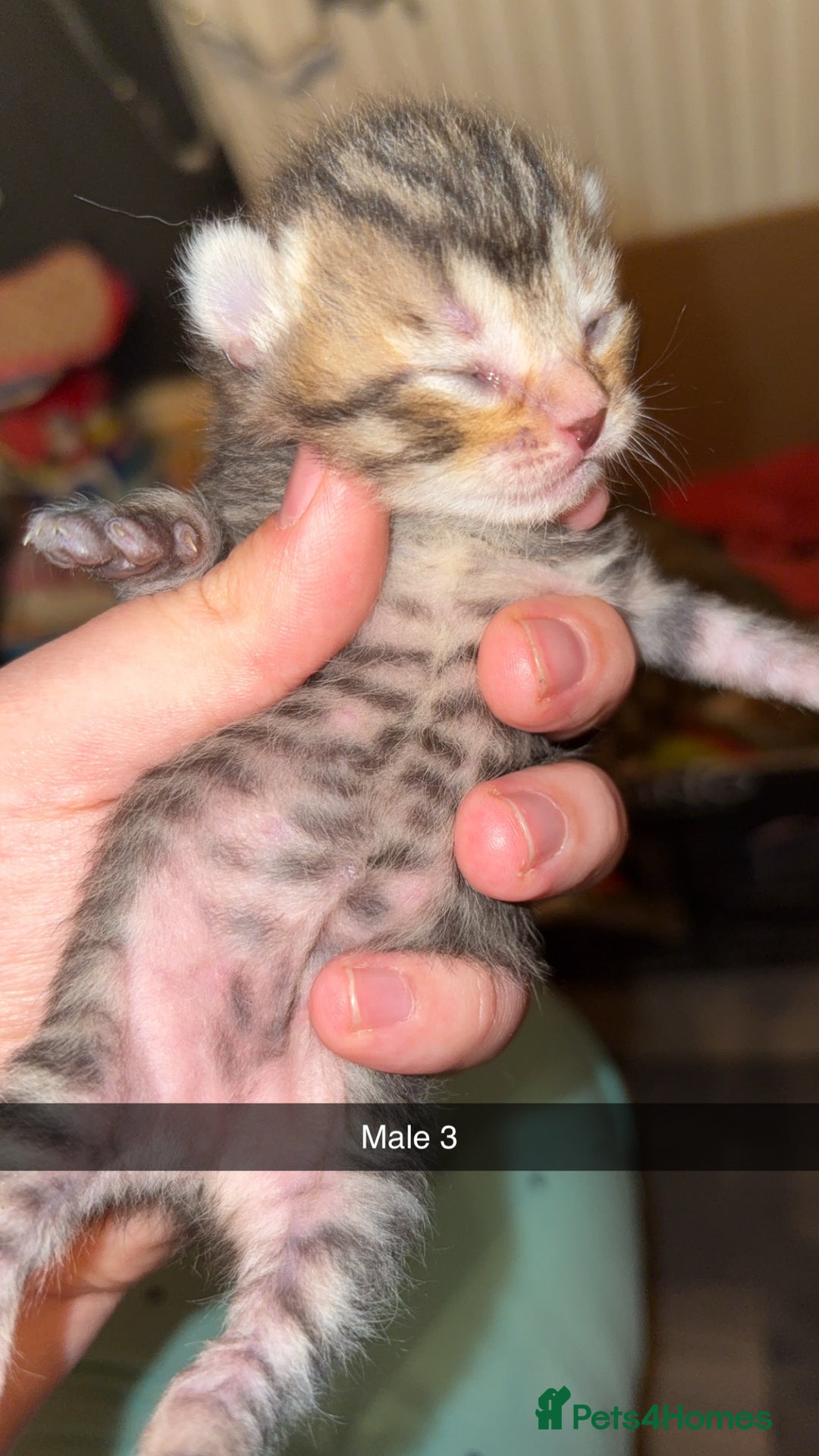 Mixed Breed cats for sale: 4 male kittens ready 12th October  - Image 6