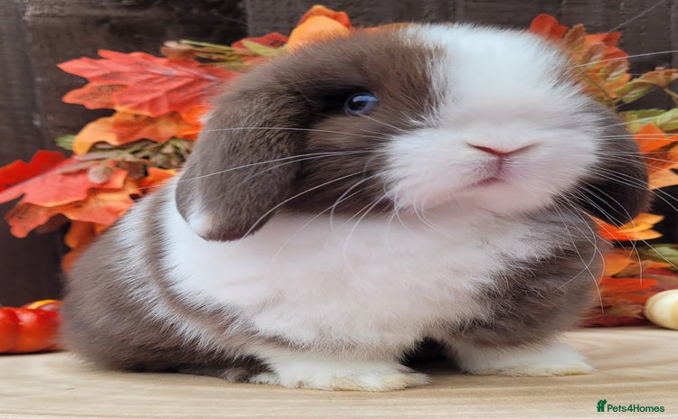 Mini Lop rabbits - Advert 3