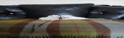 Maltese dogs for sale: Maltese  in Carluke - Advert 3