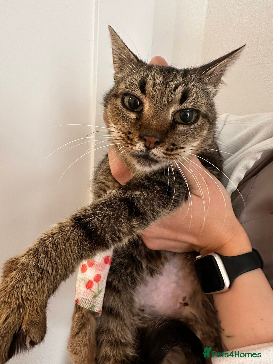 Mixed Breed cats for adoption: Granny for adoption - Advert 2