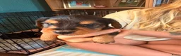 Mixed Breed dogs for sale: Dorkie puppies (dachshund X Yorkshire terrier) - Advert 10