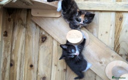 Maine Coon cats for sale: 6 Maine Coon X Polydactyl Kittens - Image 10