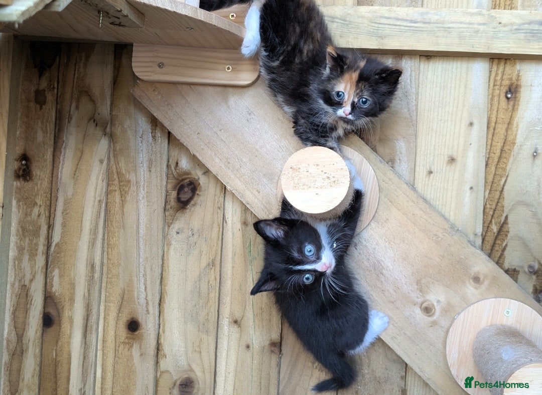Maine Coon cats for sale: 6 Maine Coon X Polydactyl Kittens - Image 10