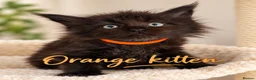 Maine Coon cats for sale: READY NOW , TICA REG MAINECOONS  - Advert 4