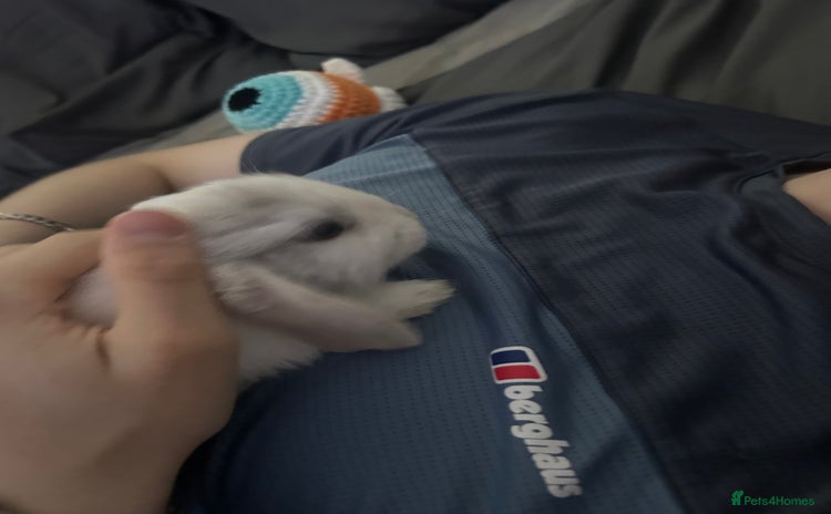 Mini Lop rabbits - Advert 1