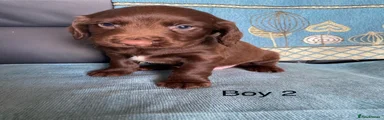 Cocker Spaniel 2