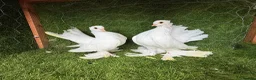 Pigeons birds for sale: Beautiful Quality Pigeons Healthy & Well Cared For - Advert 19