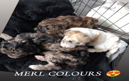 Poochon dogs for sale: Poochons💥 2 Beauties READY TO LEAVE NOW 💥  - Image 10