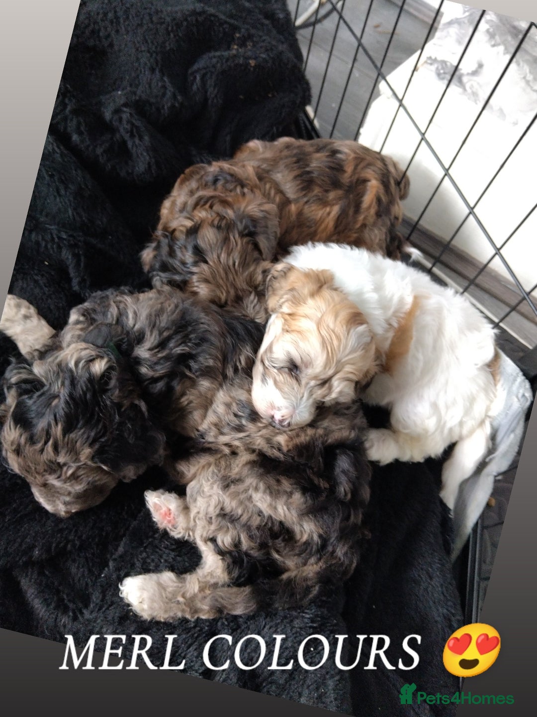 Poochon dogs for sale: Poochons💥 2 Beauties READY TO LEAVE NOW 💥  - Image 10