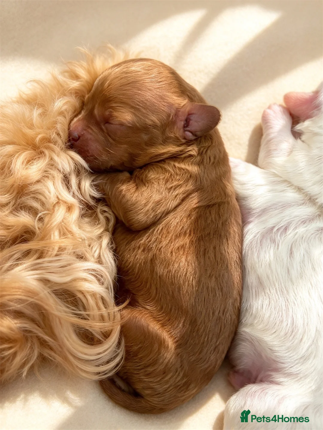 Australian Labradoodle dogs for sale: 💎 Australian Labradoodle Puppies - Advert 15