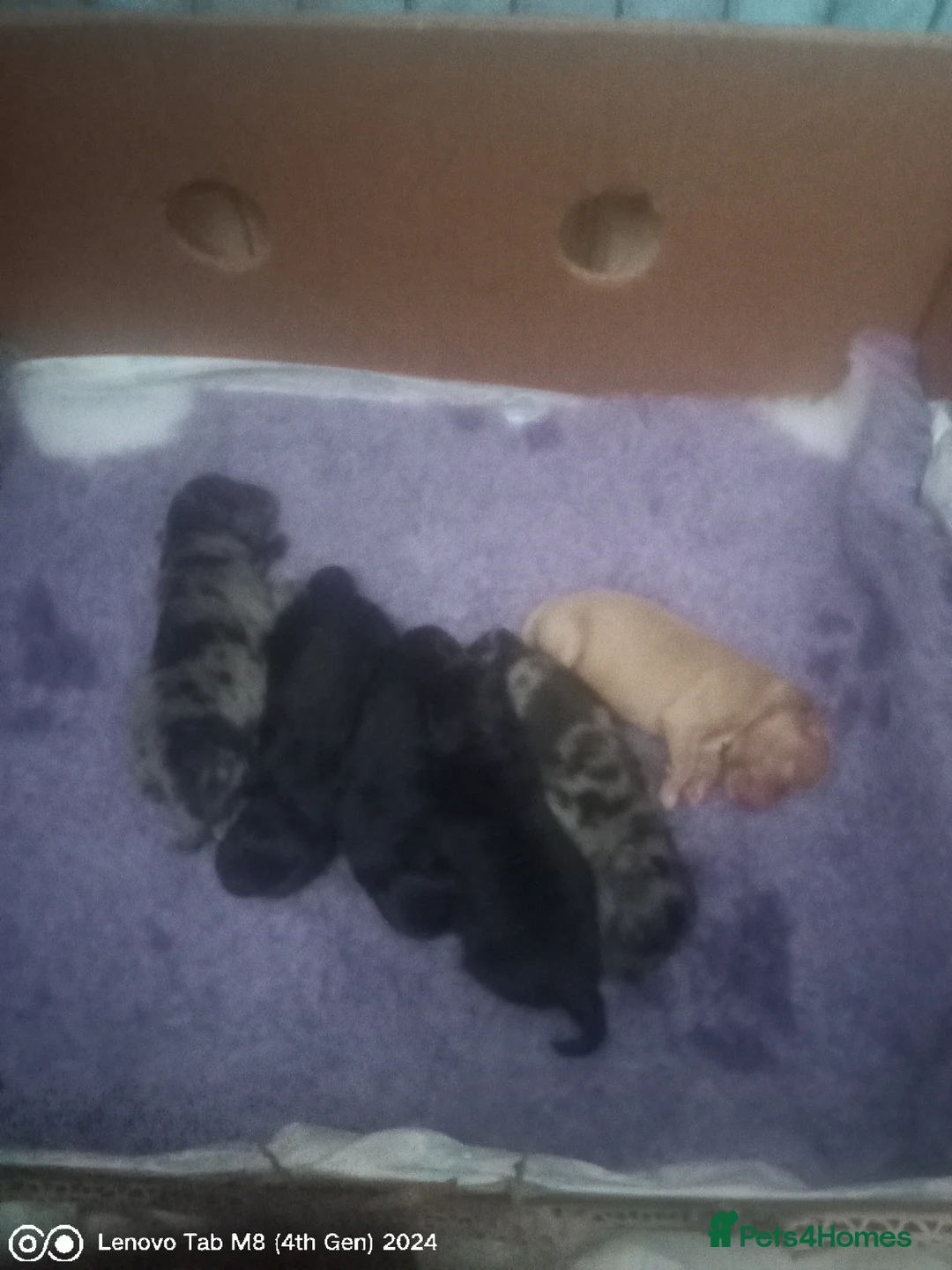 Mixed Breed dogs for sale: Spitz X pom puppies - Advert 4