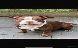 American Bulldog dogs for sale: 2 pocket bullys FREE to a good home - Image 2