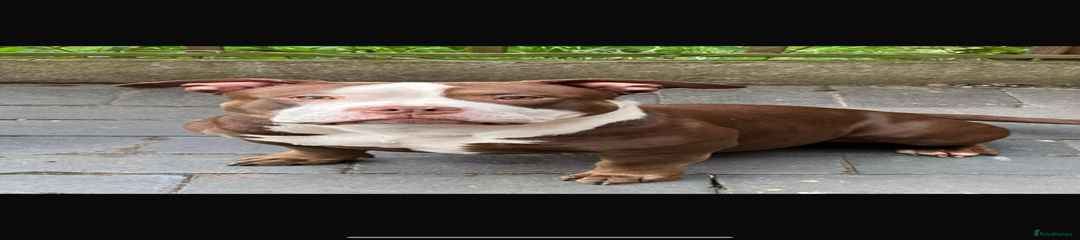 American Bulldog Puppy 2