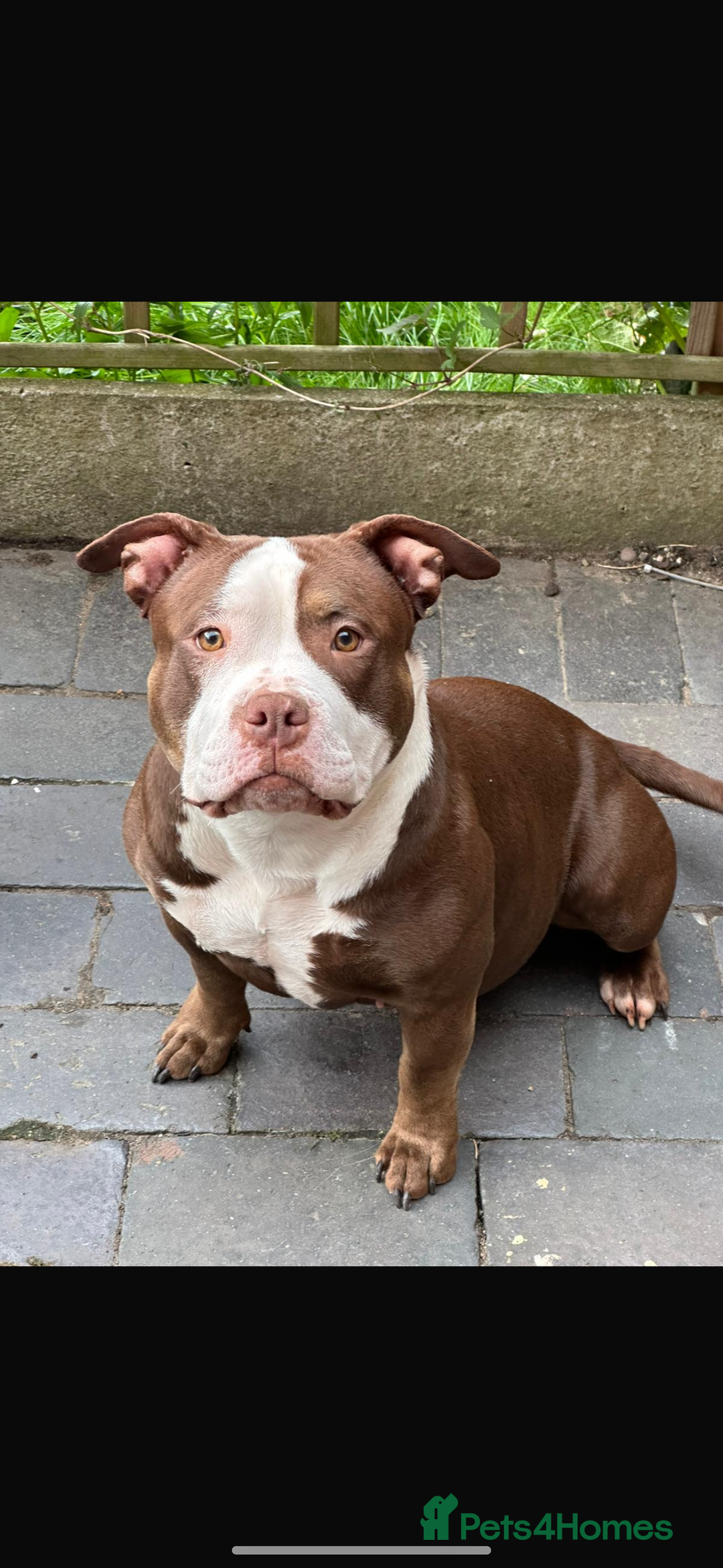 American Bulldog dogs for sale: 2 pocket bullys FREE to a good home - Image 2