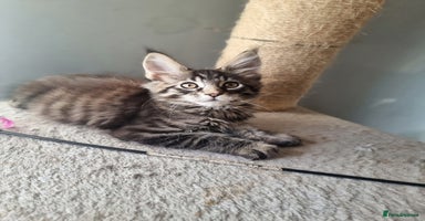 Maine Coon cats TICA REG.  Amazing kittens  - Advert 6