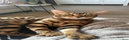 Bengal cats for sale: Beautiful kitten looking for a forever loving home - Advert 2