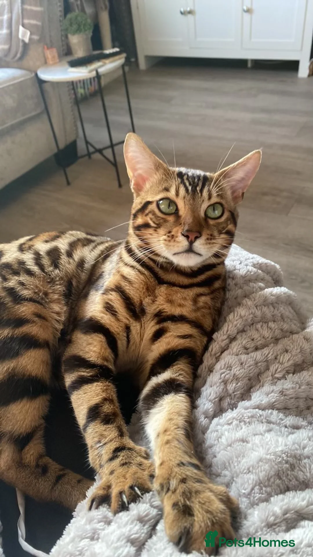 Bengal cats for sale: Beautiful kitten looking for a forever loving home - Advert 2