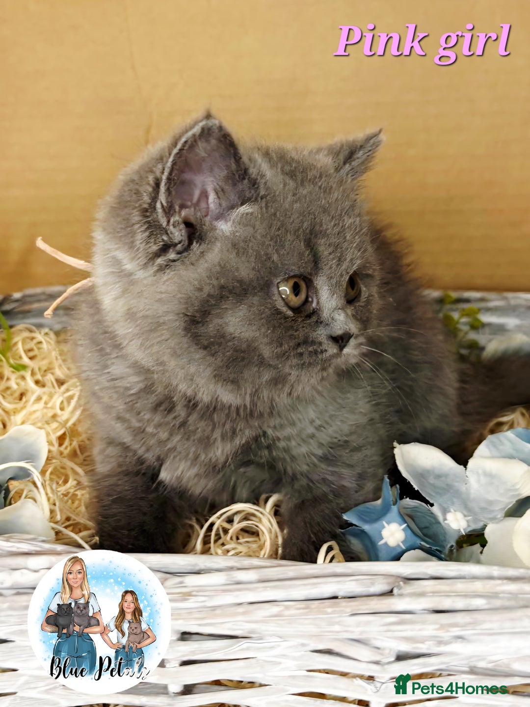 British Shorthair cats for sale: 4 beautiful British short hairs available  - Advert 30