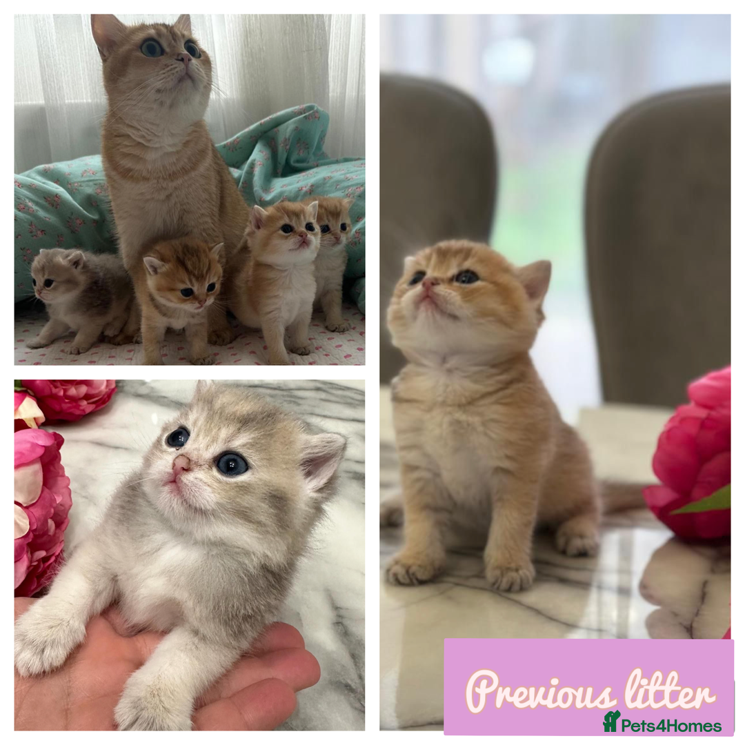 British Shorthair cats for stud: PLEASE READ! Golden BSH with Championship lines in London - Advert 14