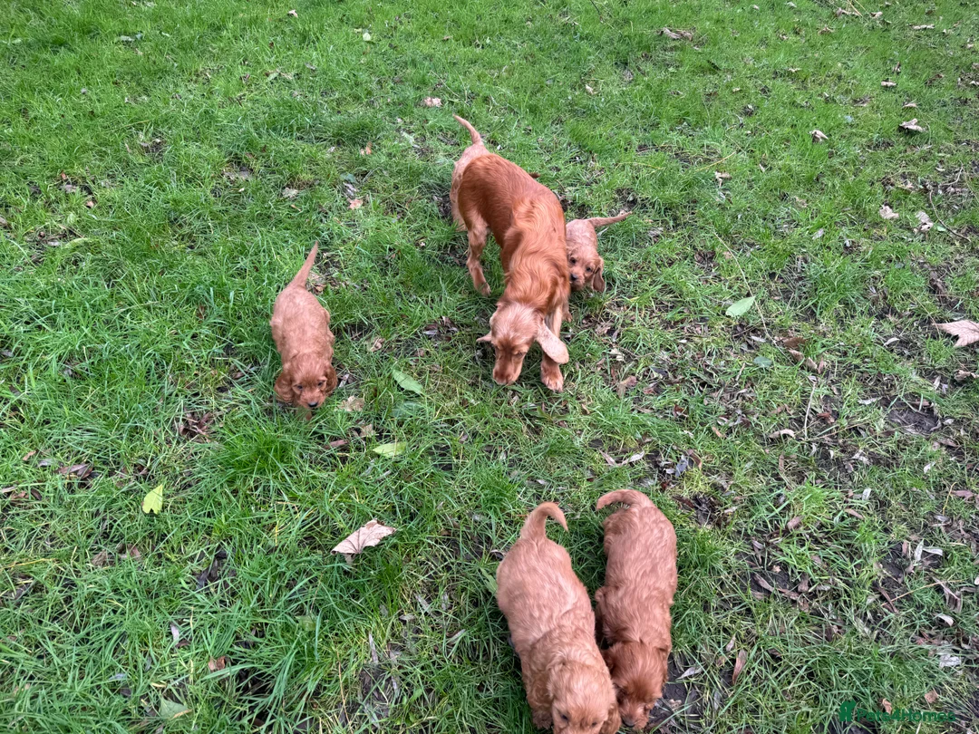 Cockapoo dogs for sale: BEAUTIFUL RED COCKERPOO LITTER  - Advert 11