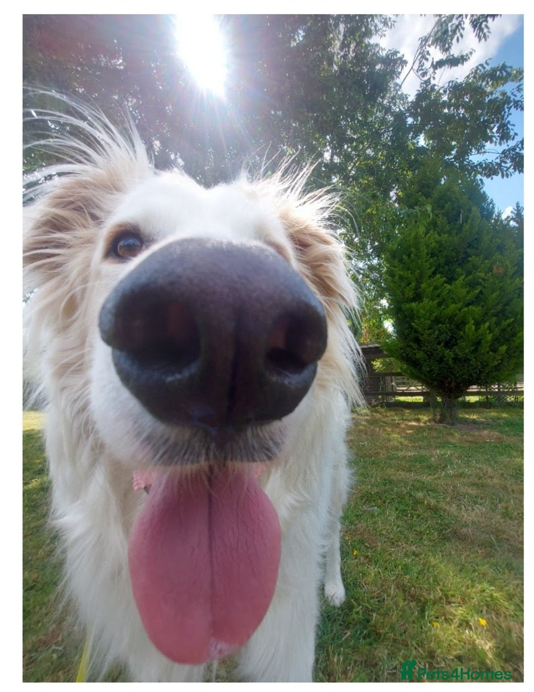 Mixed Breed dogs for sale: Benny looking for a new home - Advert 2