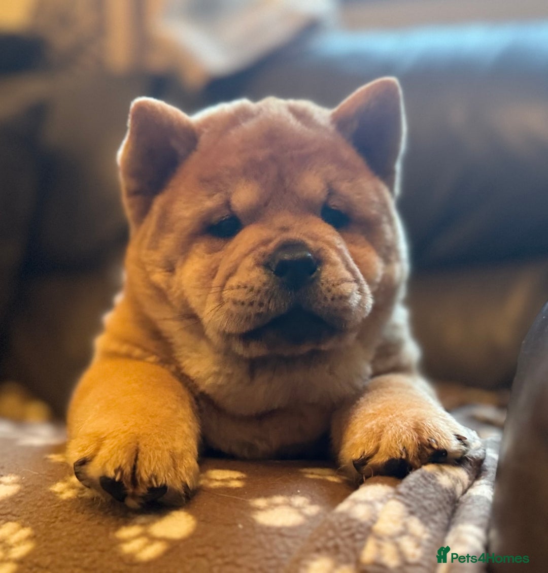 Chow Chow dogs for sale: Meet Buddy - stunning smooth - Advert 1