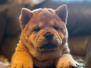 Chow Chow dogs Meet Buddy - stunning smooth - Advert 1