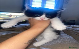 Mixed Breed cats for sale: BEAUTIFUL BLACK AND WHITE KITTENS 🐱  - Image 7