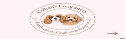 Cavalier King Charles Spaniel dogs for sale: Waiting list KC & extensively Health tested - Advert 6