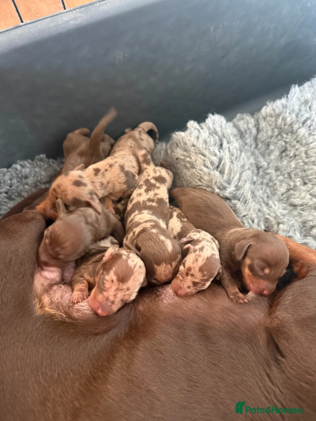 Miniature Dachshund dogs for stud: Gorgeous miniature Dachshund at stud  in Treharris - Advert 3