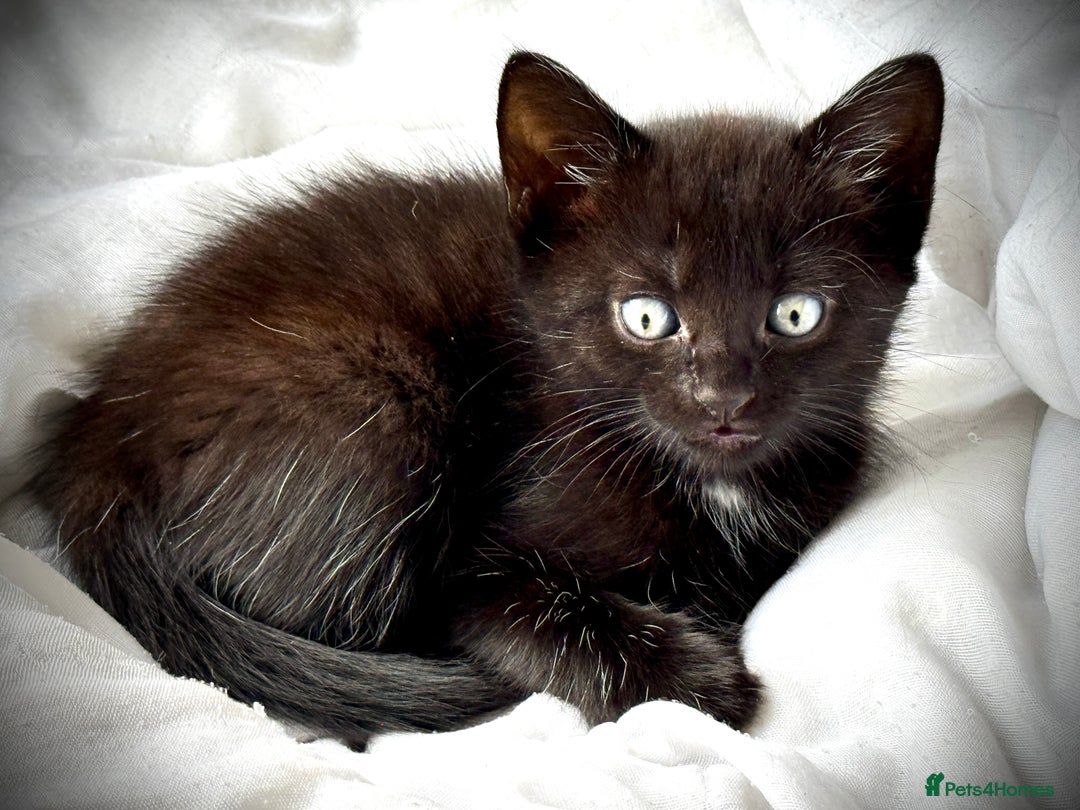 Mixed Breed cats for sale: Beautiful siamese mix kittens - Image 5