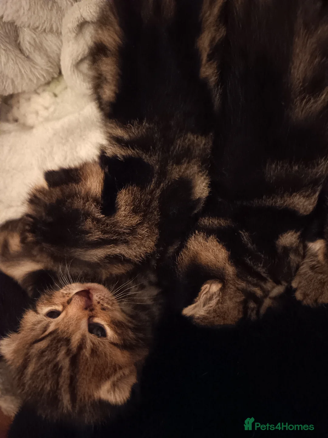 Mixed Breed cats for sale: Kittens in Wrexham - Advert 12