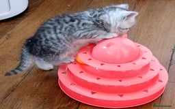 Persian cats for sale: Persian Cross - Ready 12th November  - Image 4