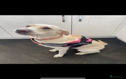 Goldador dogs for sale: Golden retriever X goldador  - Image 4