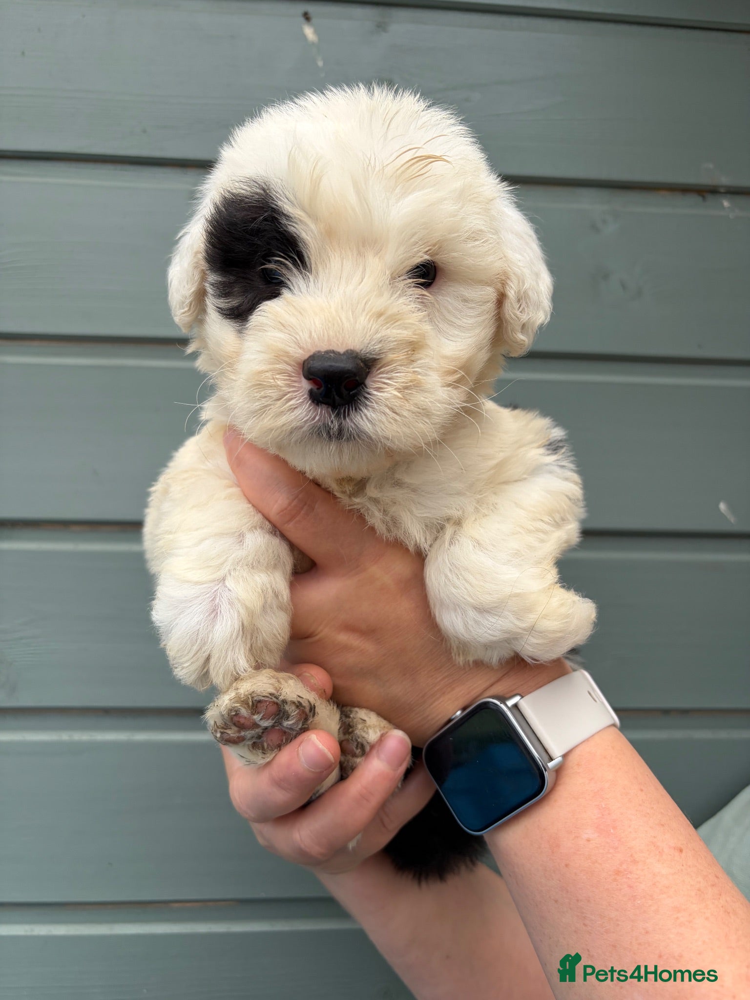 Old English Sheepdog dogs Kc Registered Old English Sheepdogs  - Advert 3