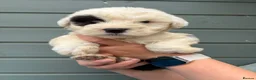 Old English Sheepdog dogs for sale: Kc Registered Old English Sheepdogs  - Advert 1