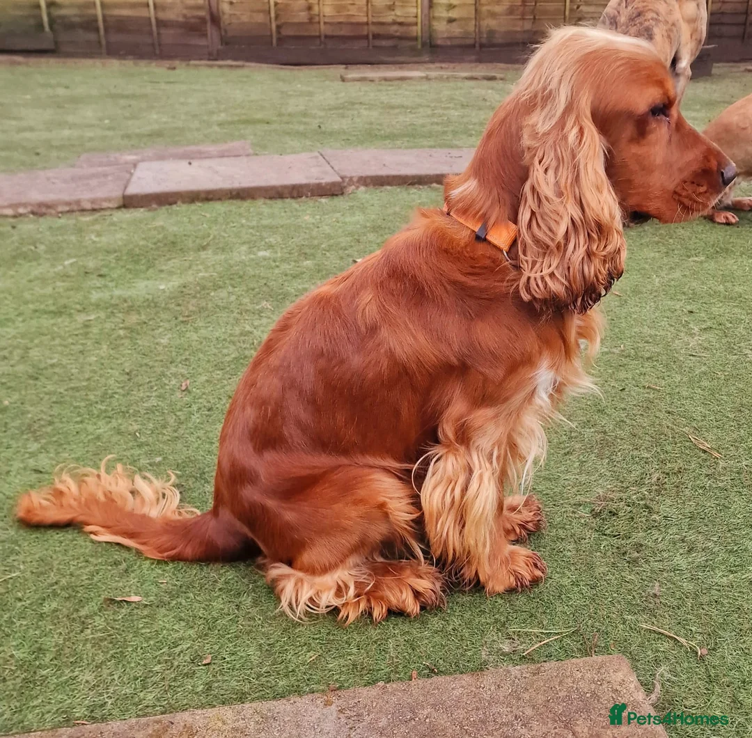 Cocker Spaniel dogs for stud: Stunning KC reg Show Cocker Spaniel for stud in Newport - Advert 7