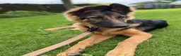 German Shepherd dogs for sale: Male german shepherd  in Nottingham - Advert 2