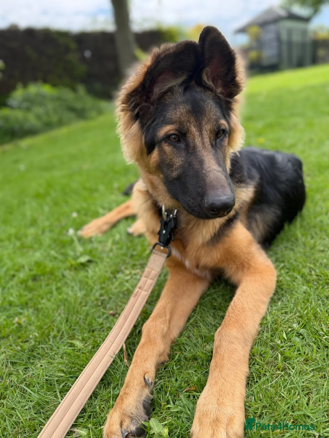 German Shepherd dogs for sale: Male german shepherd  in Nottingham - Advert 2