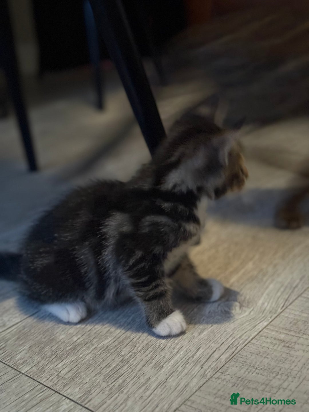 Bengal cats for sale: 🐾 Half Bengal Mix Kittens for Sale 🐾 - Image 3
