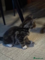 Bengal cats - Advert 14