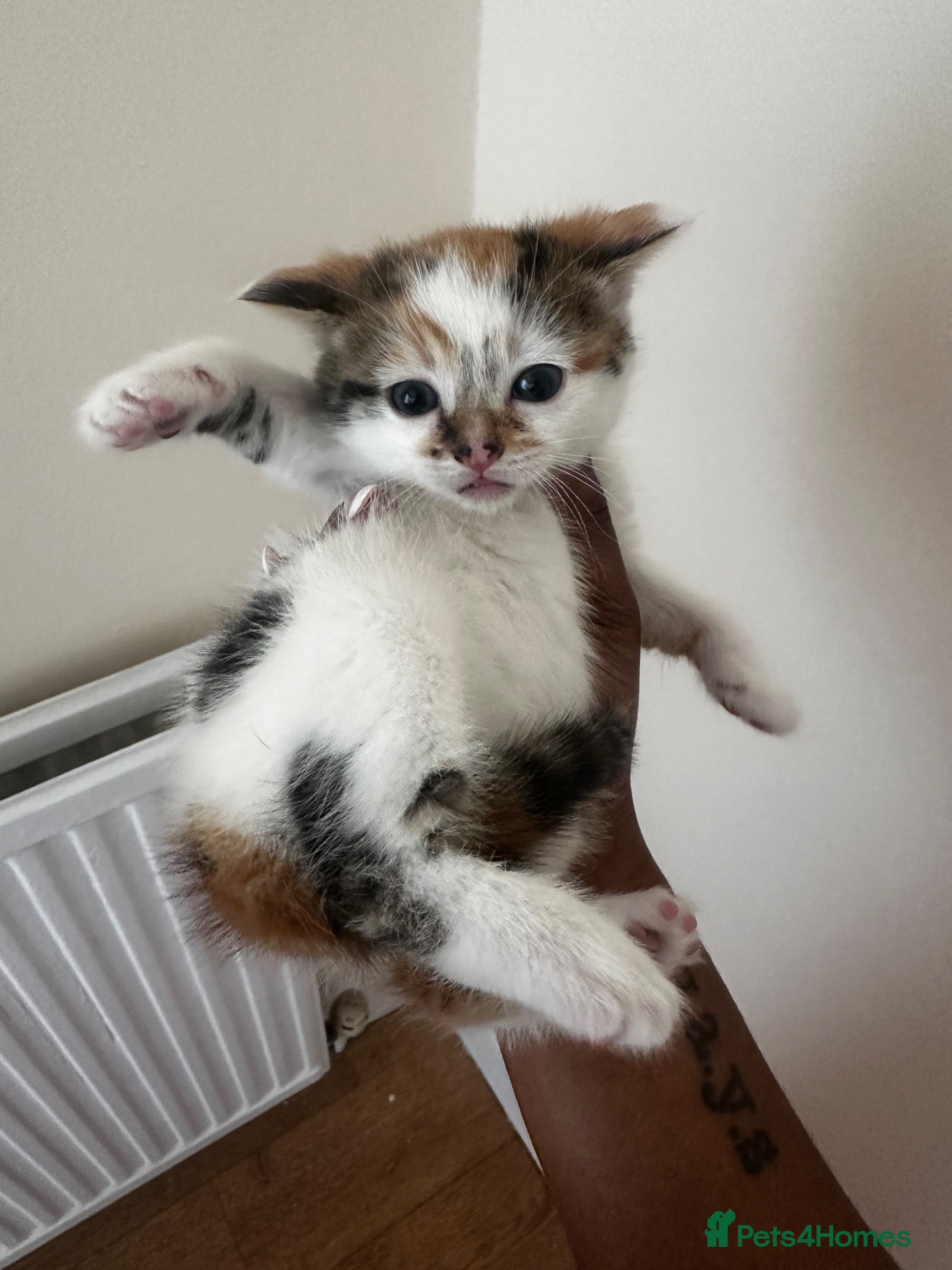 Domestic Shorthair cats     6-Month-Old Female Calico For Sale  - Advert 1