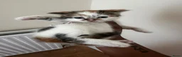 Domestic Shorthair cats for sale:     6-Month-Old Female Calico For Sale  in London - Advert 1